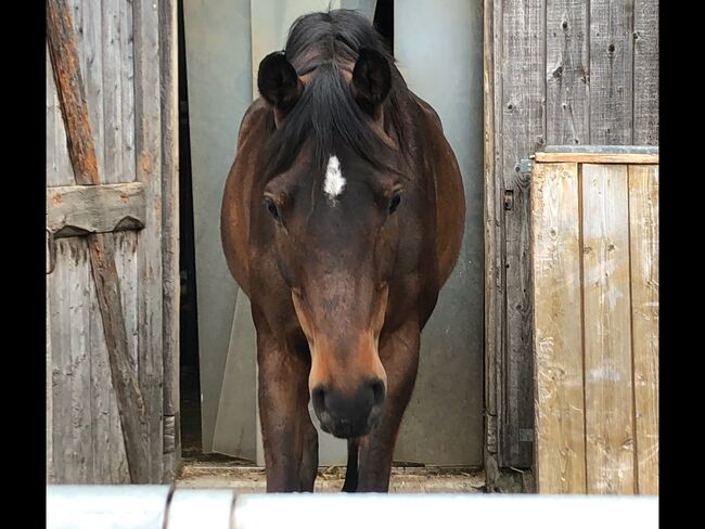 Vollblutaraber, Monika, Horses For Sale, Stettlen, Image 8