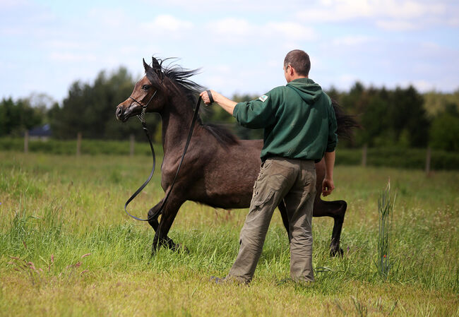 VollblutAraber  top class, Zalia Stud, Horses For Sale, Strykow, Image 3