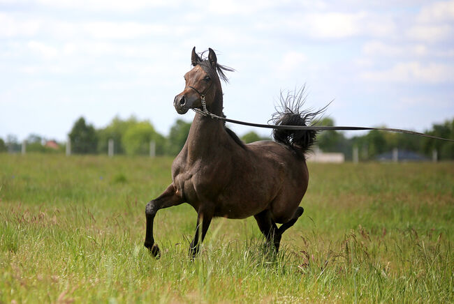 VollblutAraber  top class, Zalia Stud, Pferd kaufen, Strykow, Abbildung 2