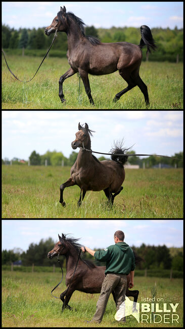 VollblutAraber  top class, Zalia Stud, Pferd kaufen, Strykow, Abbildung 4