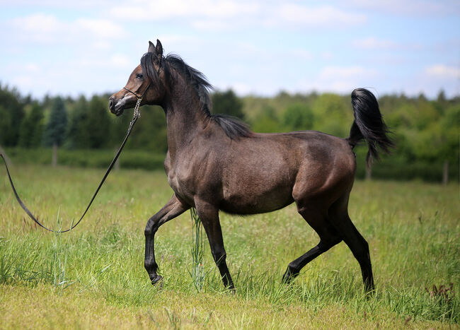 VollblutAraber  top class, Zalia Stud, Pferd kaufen, Strykow