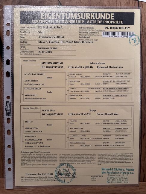 Vollblutaraber Stute, Distanzerfahren, tragend von BS Echnaton, Veronika Suerig, Pferd kaufen, Wietze, Abbildung 16