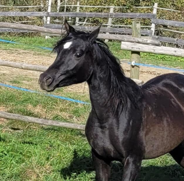 Vollblutaraberstute rein ägyptisch, Barbara, Pferd kaufen, Stallhofen