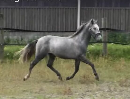 Pre 3 Jahre, Anja, Horses For Sale, Sottrum , Image 2