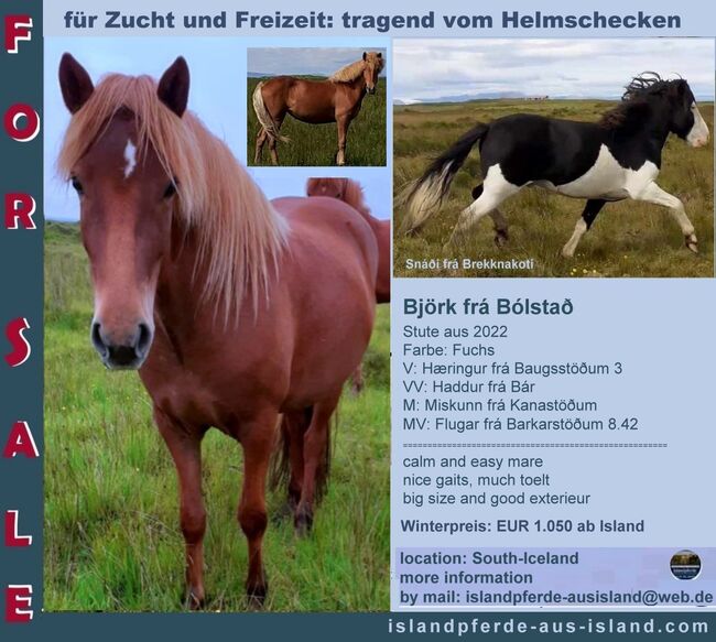 für Freizeit und Zucht, tragend vom Helmschecken, Islandpferde-aus-Island, Horses For Sale, Südisland