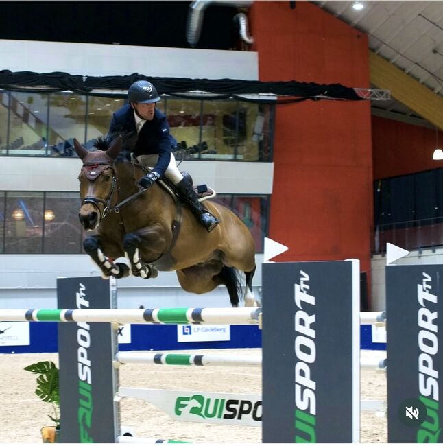 Careful Jumper, Jasmine , Pferd kaufen, Kumla 