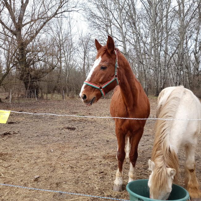 Fuchs, 11 Jahre Therapie - Pferd, Nikol Steincke , Horses For Sale, Nagyszokoly , Image 3