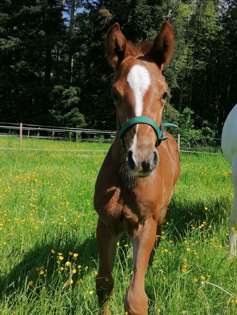 Fuchs Hengst Jährling, Anja Riegger , Horses For Sale, Abtsgmünd, Image 3