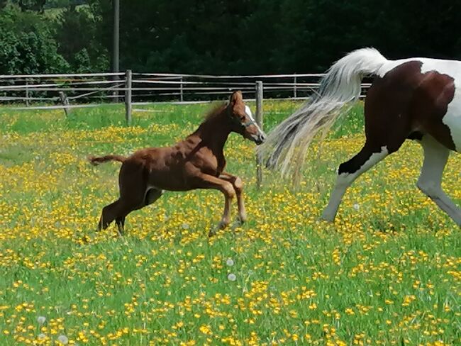 Fuchs Hengst Jährling, Anja Riegger , Horses For Sale, Abtsgmünd, Image 7