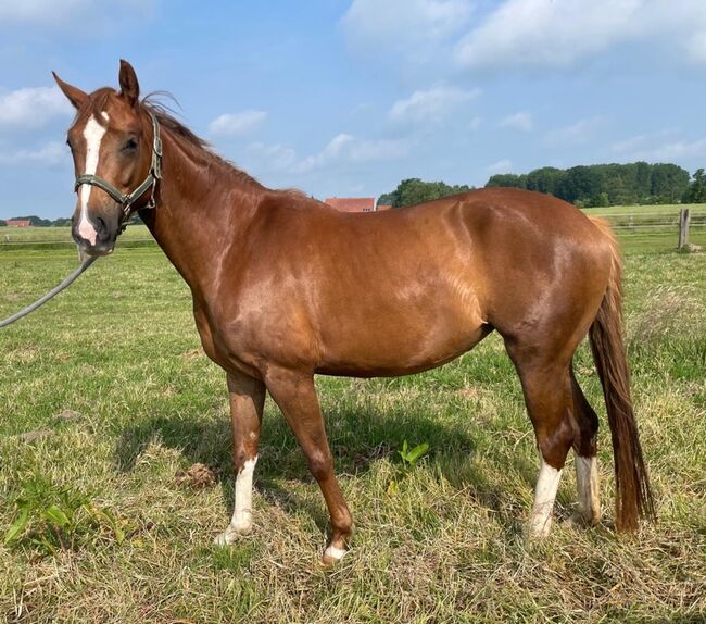Fuchsstute, M.B., Horses For Sale, Melle