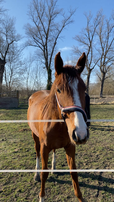 Fuchsstute, A.l, Horses For Sale, Sandersdorf Heideloh