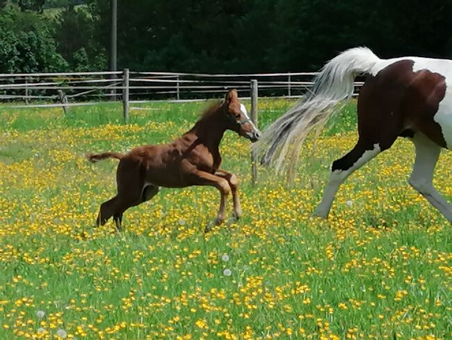 Fuchs Hengstfohlen, Anja Riegger , Horses For Sale, Abtsgmünd, Image 9