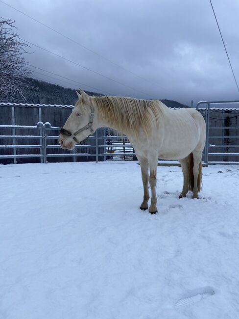 Freundlicher sensibler Spaniermix sucht Bestplatz, Conny Heil , Horses For Sale, Kochel am See, Image 13