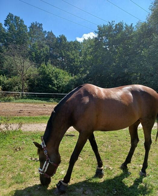 Freundliche Stute sucht dauerhaftes Zuhause, C. Mayer, Horses For Sale, Hassfurt, Image 3