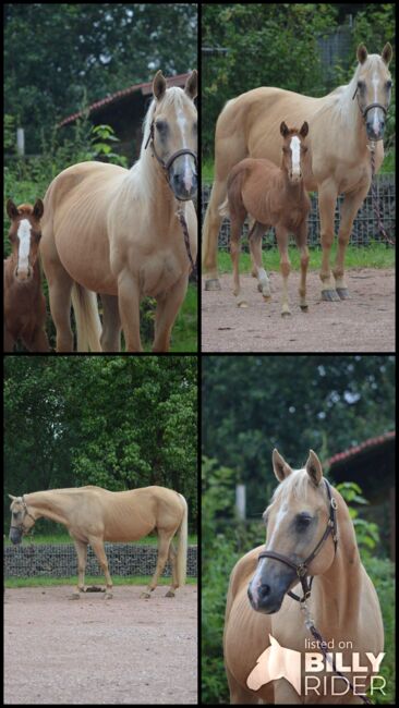 Freundliche, aufgeschlossene Quarter Horse Stute mit altem Pedigree, Kerstin Rehbehn (Pferdemarketing Ost), Horses For Sale, Nienburg, Image 6
