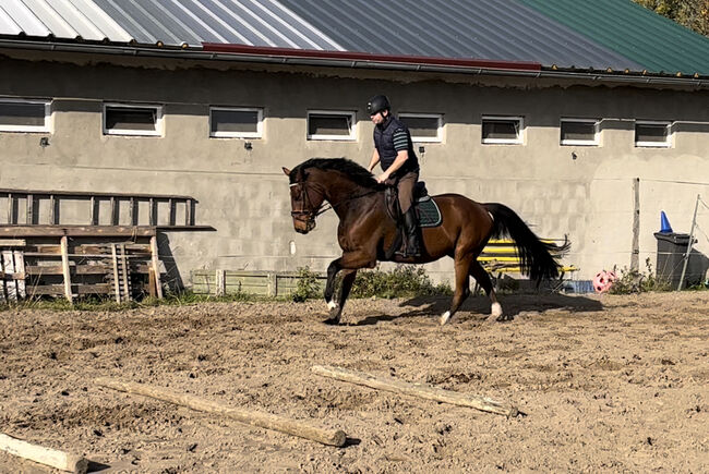 Freundlicher Wallach für Sport und Freizeit, MaWi, Horses For Sale, Divitz-Spoldershagen, Image 2