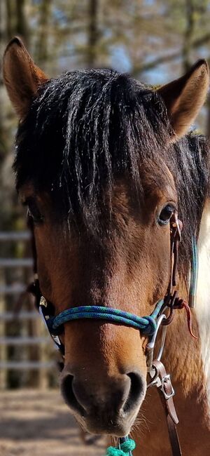 Freundlicher Wallach sucht sein Traumzuhause, Reittherapie, Horses For Sale, Pommelsbrunn