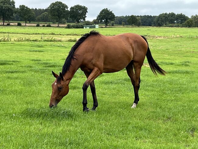 Freizeitstute, Meike , Horses For Sale, Ostrohe, Image 6