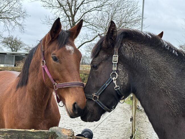 Freizeitstute, Meike , Horses For Sale, Ostrohe