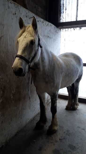 Freizeitkumpel, Sabine Ebert, Horses For Sale, Arnsberg