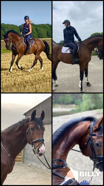 Freizeit/Dressurpferd/Oldenburger, Ulrike Schmid, Horses For Sale, Hude, Image 5