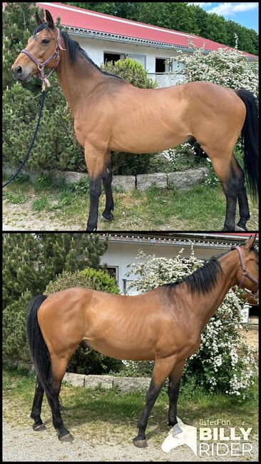 Freizeitpferd, reitbarer Beisteller inkl. Zubehör, Monique Rauchmann, Horses For Sale, Bergkirchen, Image 3