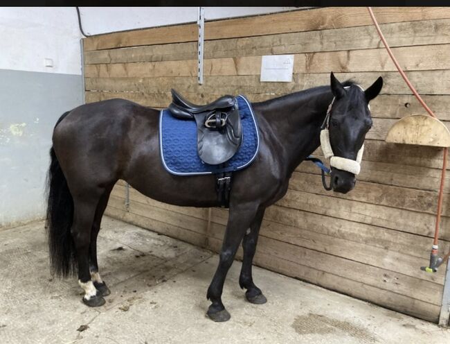 Freizeitpferd, Silvia Kohlberger, Horses For Sale, Rottenegg 