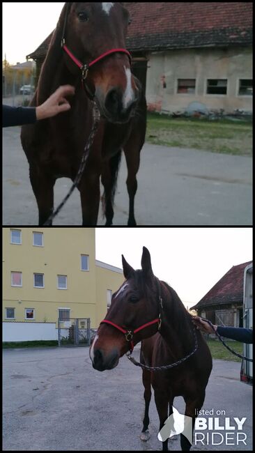 Hübsches Freizeitpferd, Alexandra, Horses For Sale, Wels, Image 3