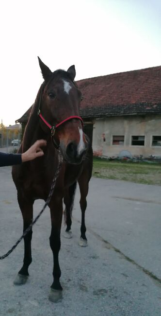 Hübsches Freizeitpferd, Alexandra, Horses For Sale, Wels