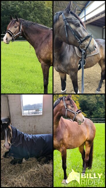 Freizeitpferd, A. Karakoc, Horses For Sale, Dortmund, Image 5
