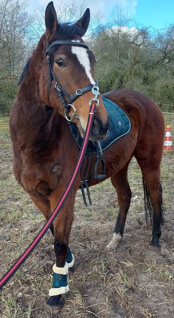 Freizeit Pferd, Denise , Horses For Sale, Velpke, Image 2