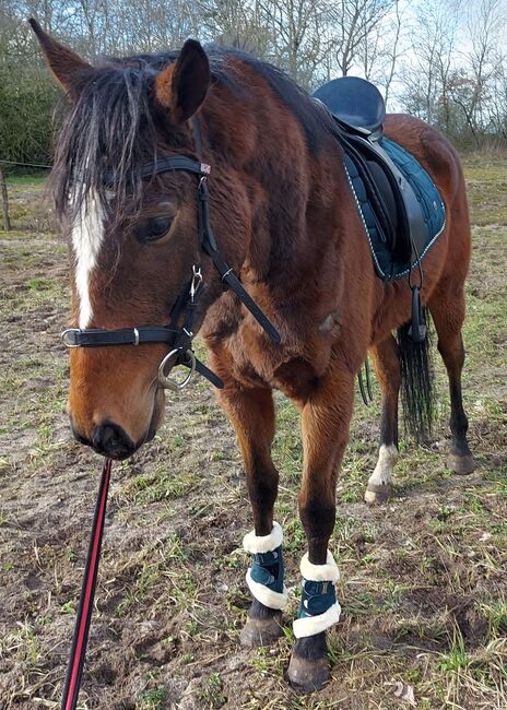 Freizeit Pferd, Denise , Horses For Sale, Velpke, Image 3