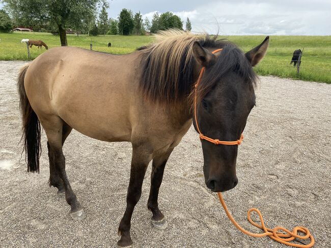 Freizeitpferd Huzule, Littl, Horses For Sale, Sachsenkam, Image 4