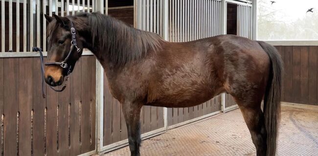 Freizeitpferd, Ire, Trabermix, Privat BA, Horses For Sale, Bad Arolsen , Image 10