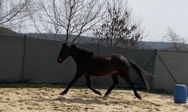 Freizeitpferd, Ire, Trabermix, Privat BA, Horses For Sale, Bad Arolsen , Image 5