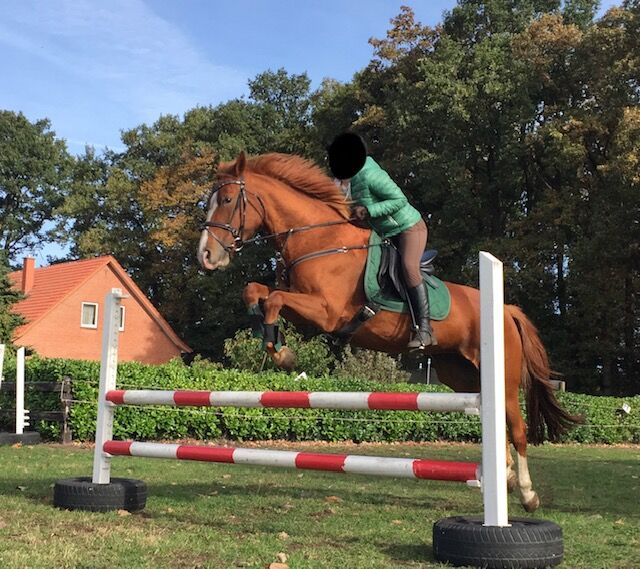 Freizeitpferd : Hübsche Fuchsstute (1,57m), Imke Greve, Horses For Sale, Holdorf