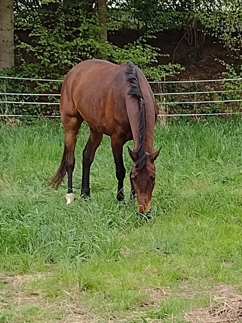 Freizeitpferd, niederländische WB Stute sucht ihren Menschen, Vanessa S. , Horses For Sale, Calden, Image 5