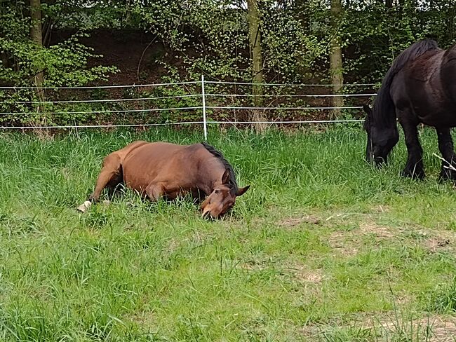 Freizeitpferd, niederländische WB Stute sucht ihren Menschen, Vanessa S. , Horses For Sale, Calden, Image 3