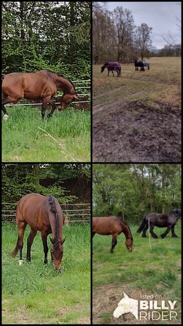 Freizeitpferd, niederländische WB Stute sucht ihren Menschen, Vanessa S. , Horses For Sale, Calden, Image 8