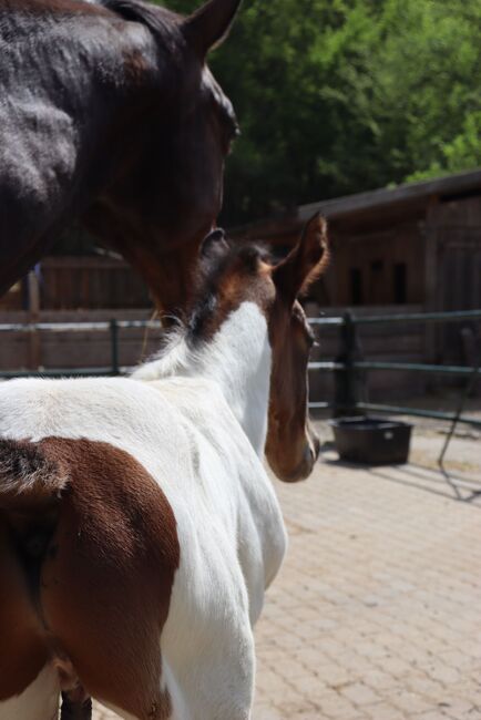 Freizeit Pferd Paint Mix, Luki, Horses For Sale, Wiener Neustadt , Image 8