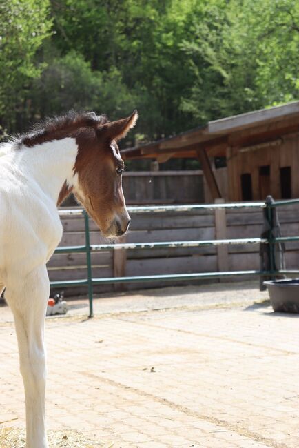 Freizeit Pferd Paint Mix, Luki, Horses For Sale, Wiener Neustadt , Image 7