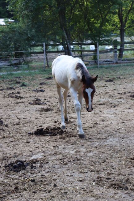 Freizeit Pferd Paint Mix, Luki, Horses For Sale, Wiener Neustadt , Image 9