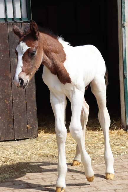 Freizeit Pferd Paint Mix, Luki, Horses For Sale, Wiener Neustadt , Image 2