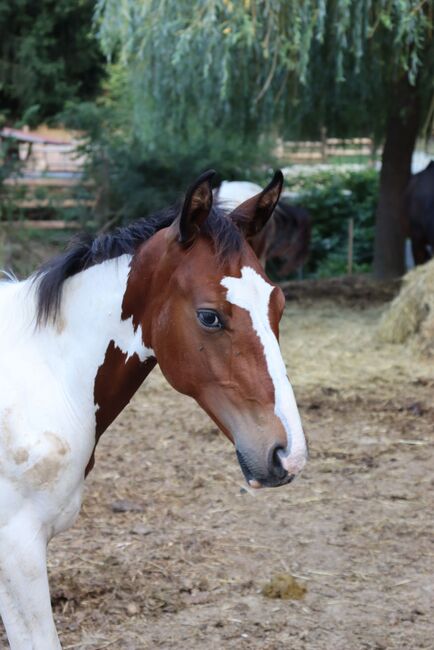 Freizeit Pferd Paint Mix, Luki, Horses For Sale, Wiener Neustadt , Image 10