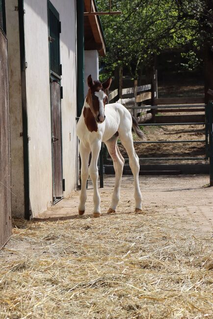 Freizeit Pferd Paint Mix, Luki, Horses For Sale, Wiener Neustadt , Image 5