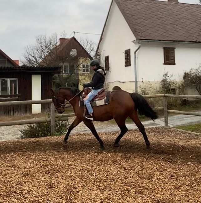 Freizeitpferd-Sportpferd, Leni Müllner, Horses For Sale, Kaindorf , Image 5