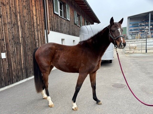 Liebevolles Freizeitpferd zu verkaufen, Fabian Huwiler, Horses For Sale, Auw, Image 3