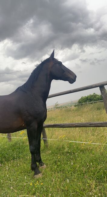 Freizeit Pferd mit Schutzvertrag abzugeben, Celina, Horses For Sale, Hausleiten, Image 2
