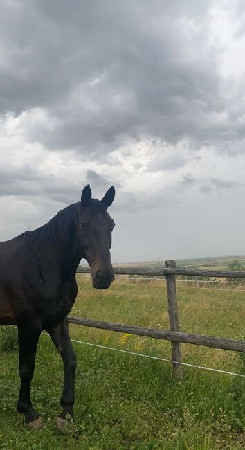 Freizeit Pferd mit Schutzvertrag abzugeben, Celina, Horses For Sale, Hausleiten