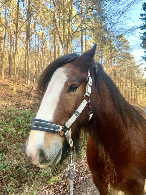 Freizeitpferd Tinker, A. , Horses For Sale, Collenberg